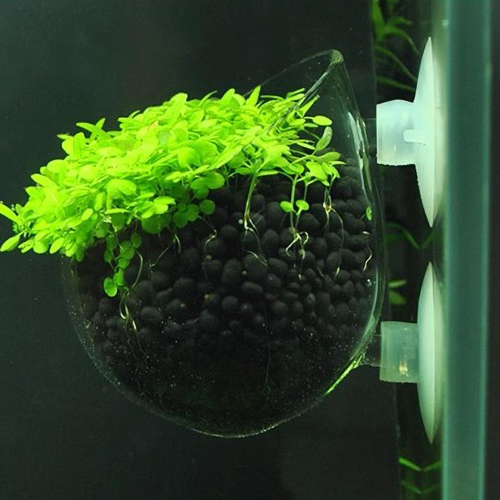 Aquarium Fish Enrichment - Aquarium Plant Holder Glass Aquatic Plant
