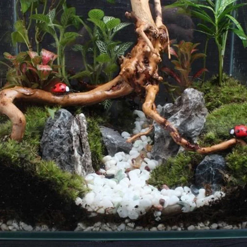 Natural Tree Trunk Driftwood A - Aquarium Fish Enrichment ulasan dan harga