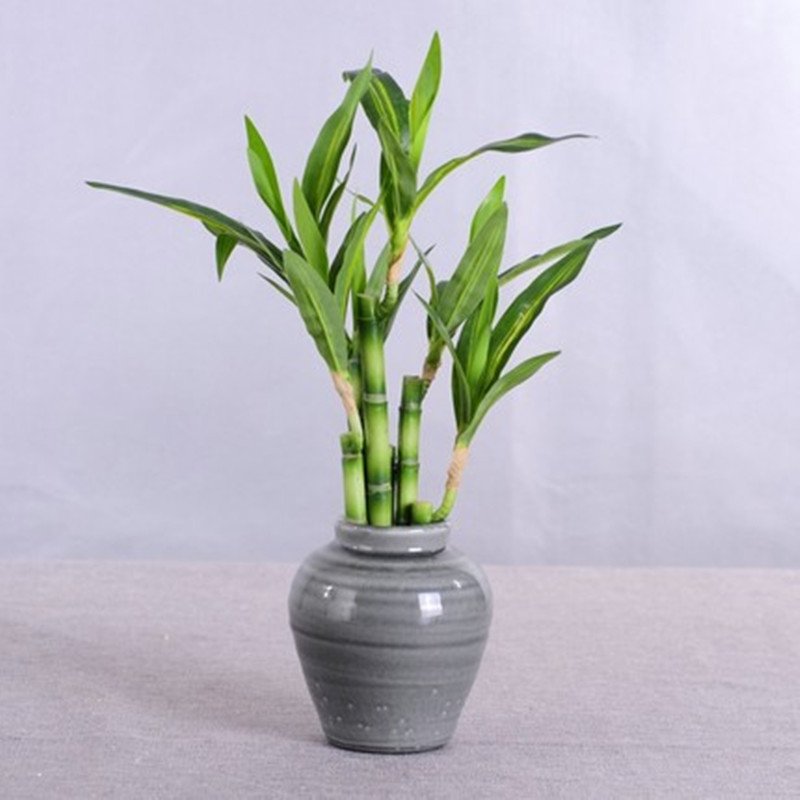 New 40cm Artificial Lucky Bamb - Aquarium Fish Home ulasan dan harga