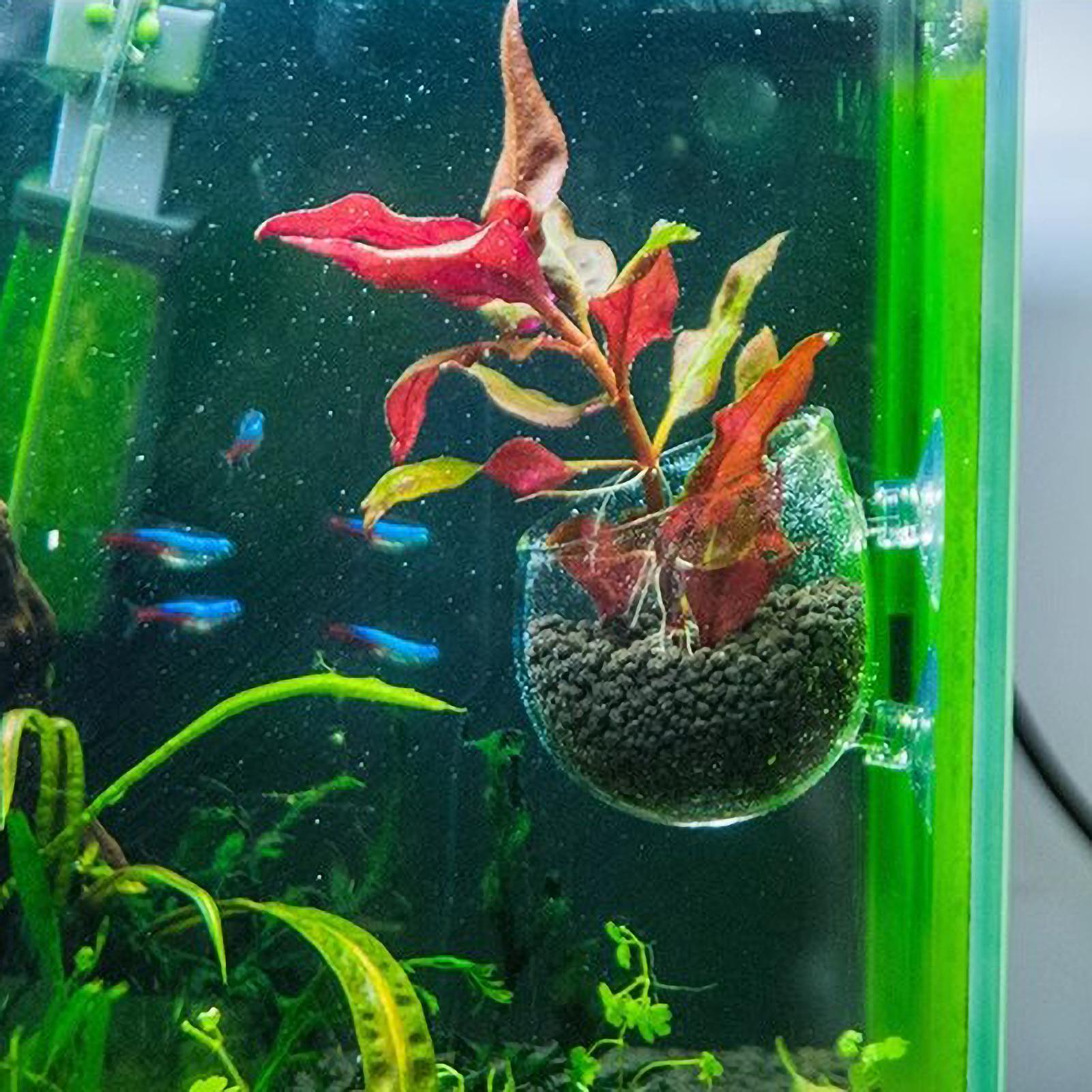 Aquarium Plant Holder Glass Aq - Aquarium Fish Enrichment ulasan dan harga