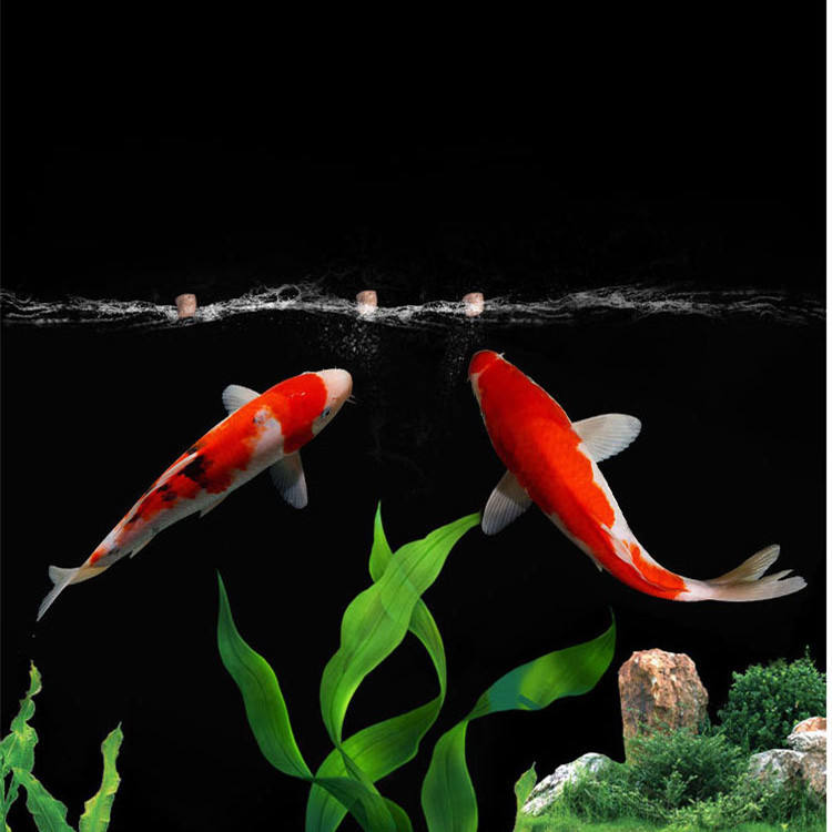wholesale export high-quality  - Aquarium Fish Exporter ulasan dan harga