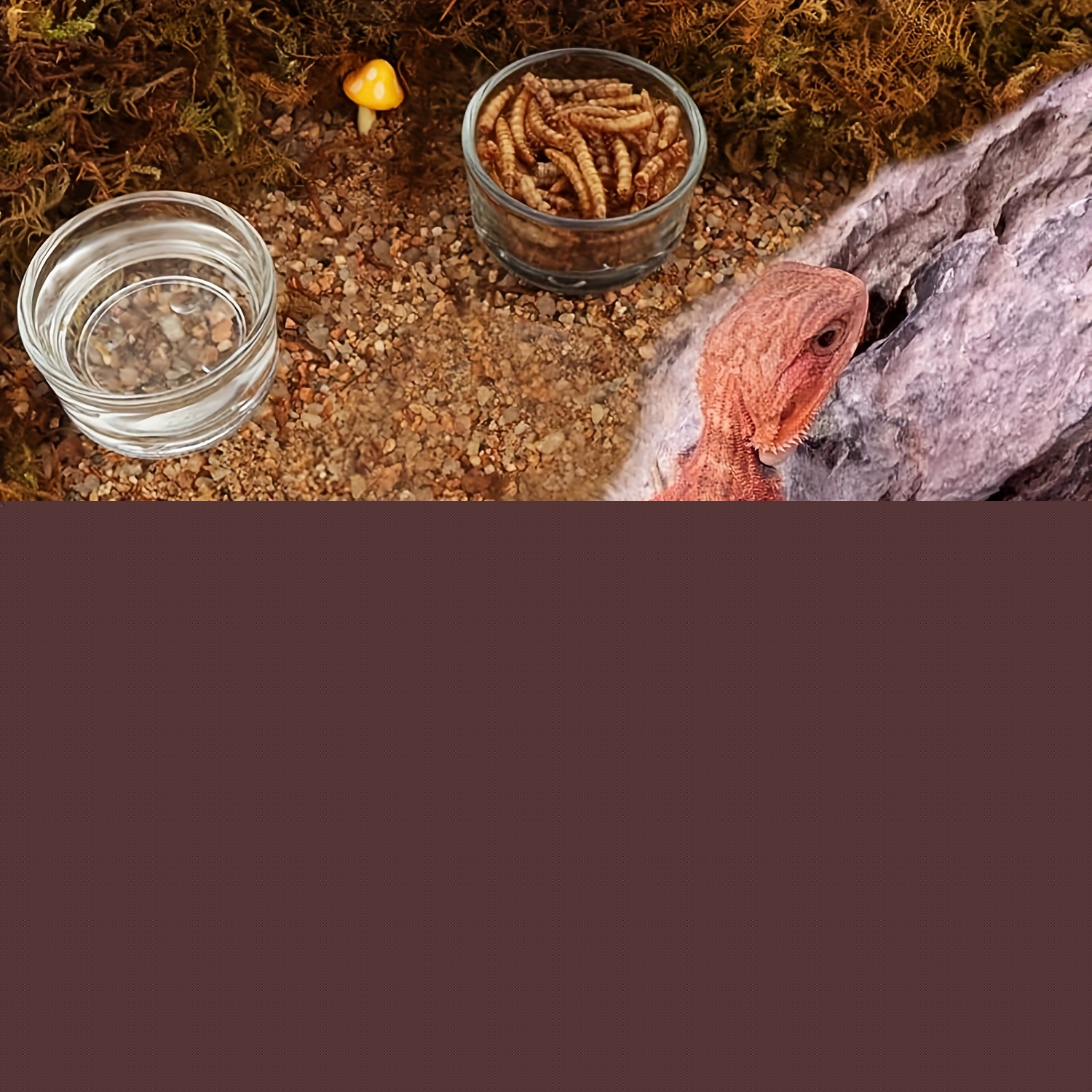 Glass Aquarium Mini Size Shrim - Aquarium Fish Feeder ulasan dan harga