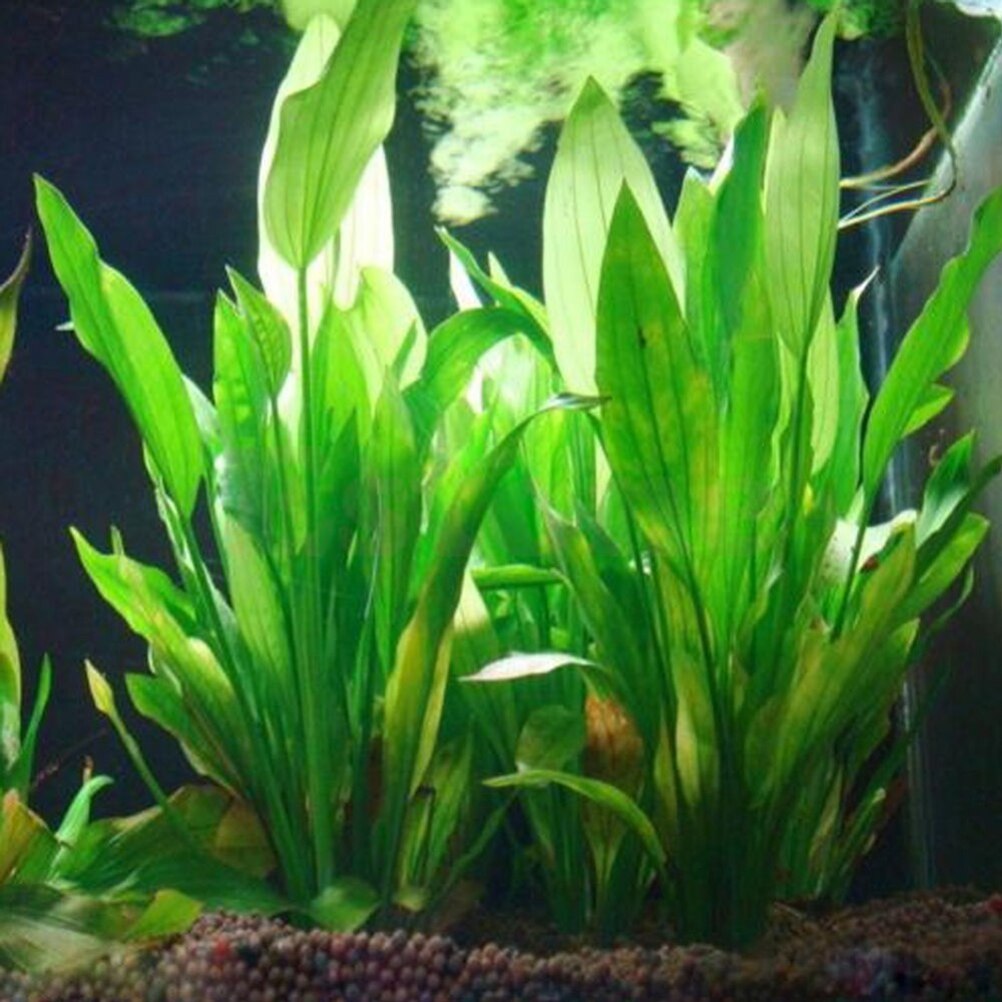 15cm Artificial Aquarium Decor - Aquarium Fish Enrichment ulasan dan harga