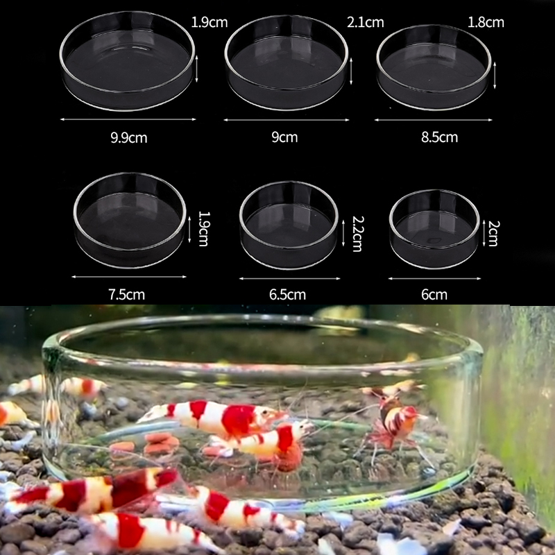 Shrimp Feeding Dish High Trans - Aquarium Fish Feeder ulasan dan harga