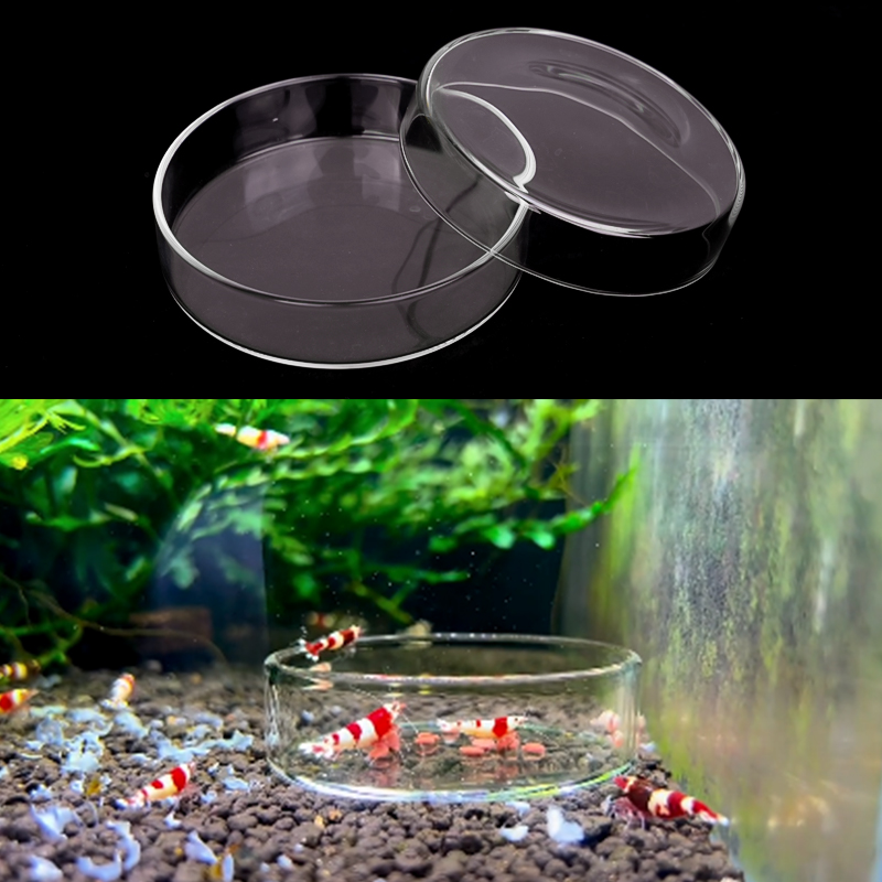 Shrimp Feeding Dish High Trans - Aquarium Fish Feeder ulasan dan harga
