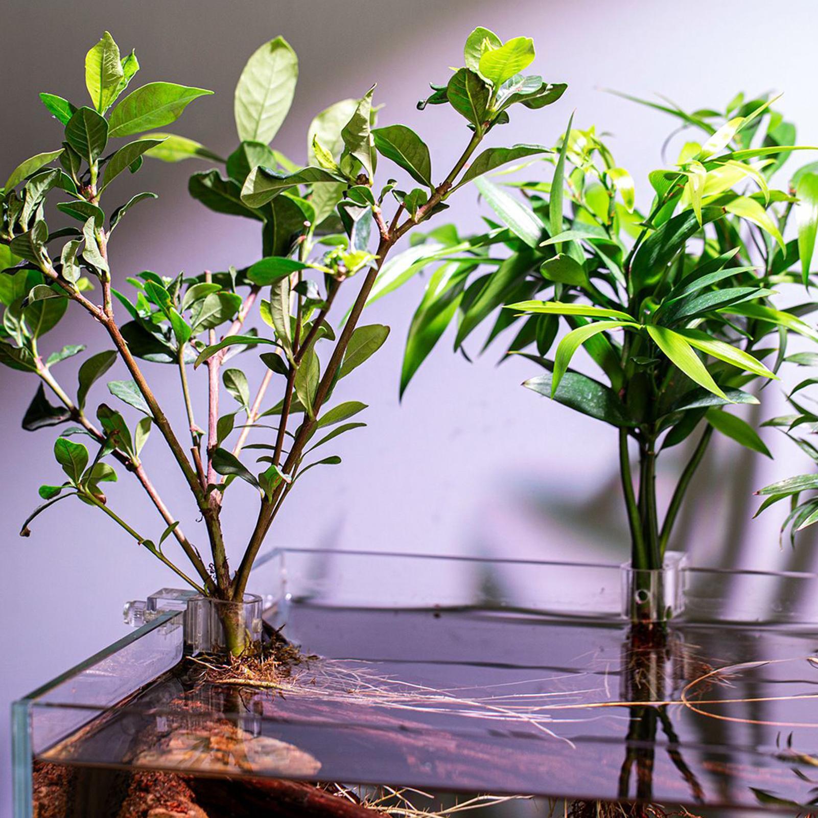 Mini Fish Tank Planter Pot 6Pc - Aquarium Fish Feeder ulasan dan harga