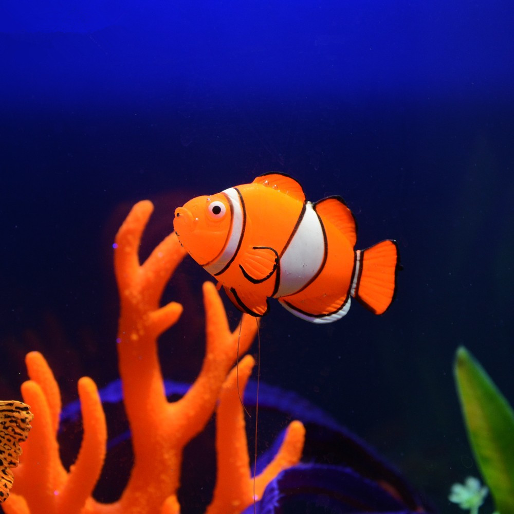 Glow in the Dark Luminous Sili - Aquarium Fish Glow In The Dark ulasan dan harga