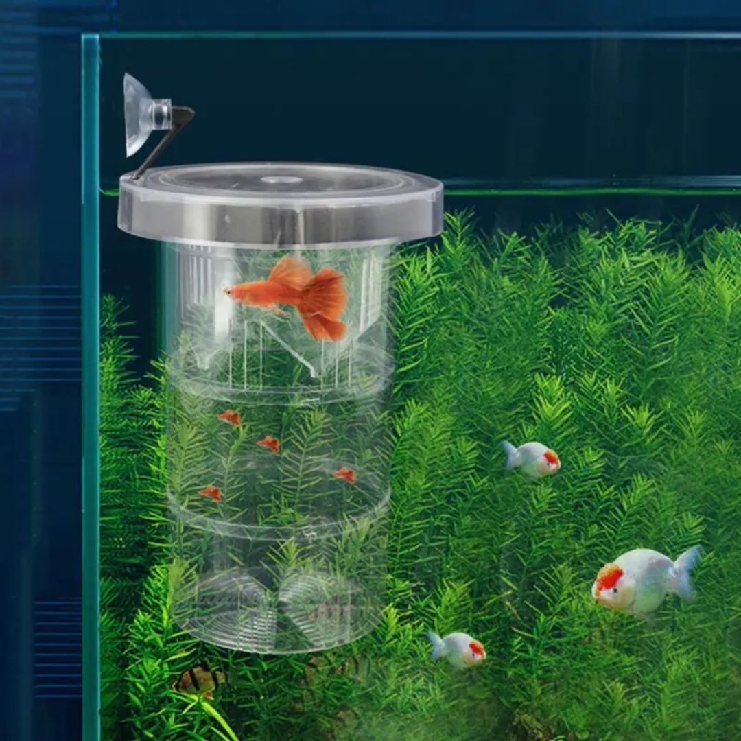 Acrylic Floating Fish Breeding - Aquarium Fish Auto Feeder ulasan dan harga