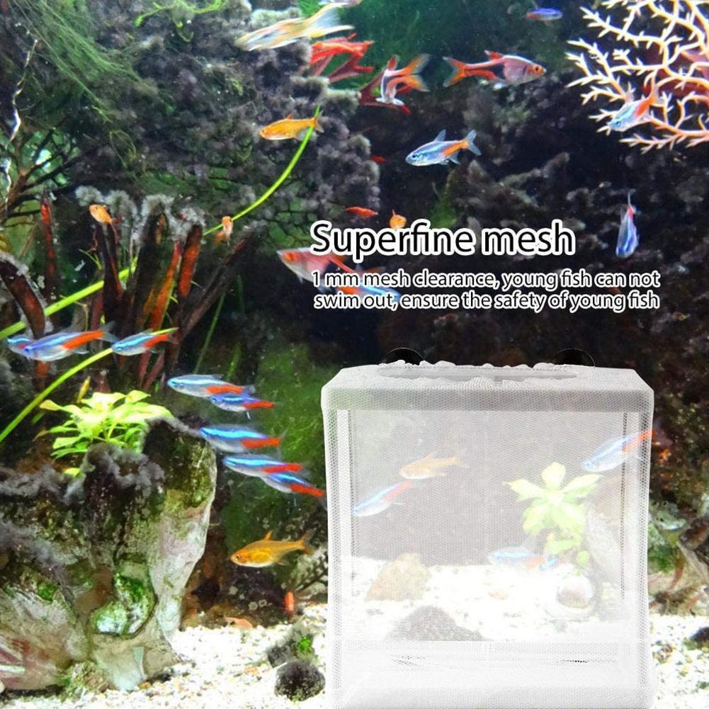 Hatchery Isolation Box for Aqu - Aquarium Fish Trap ulasan dan harga