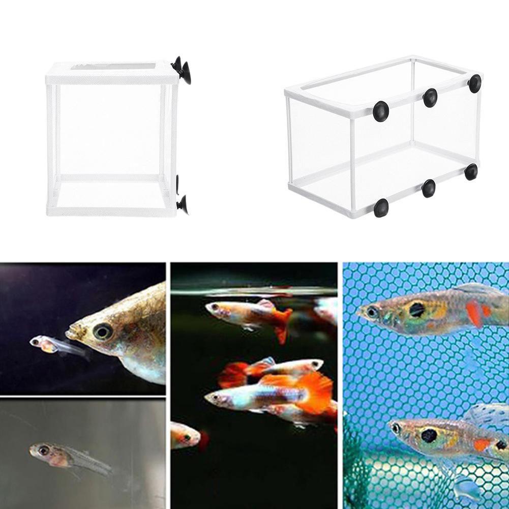 Hatchery Isolation Box for Aqu - Aquarium Fish Trap ulasan dan harga