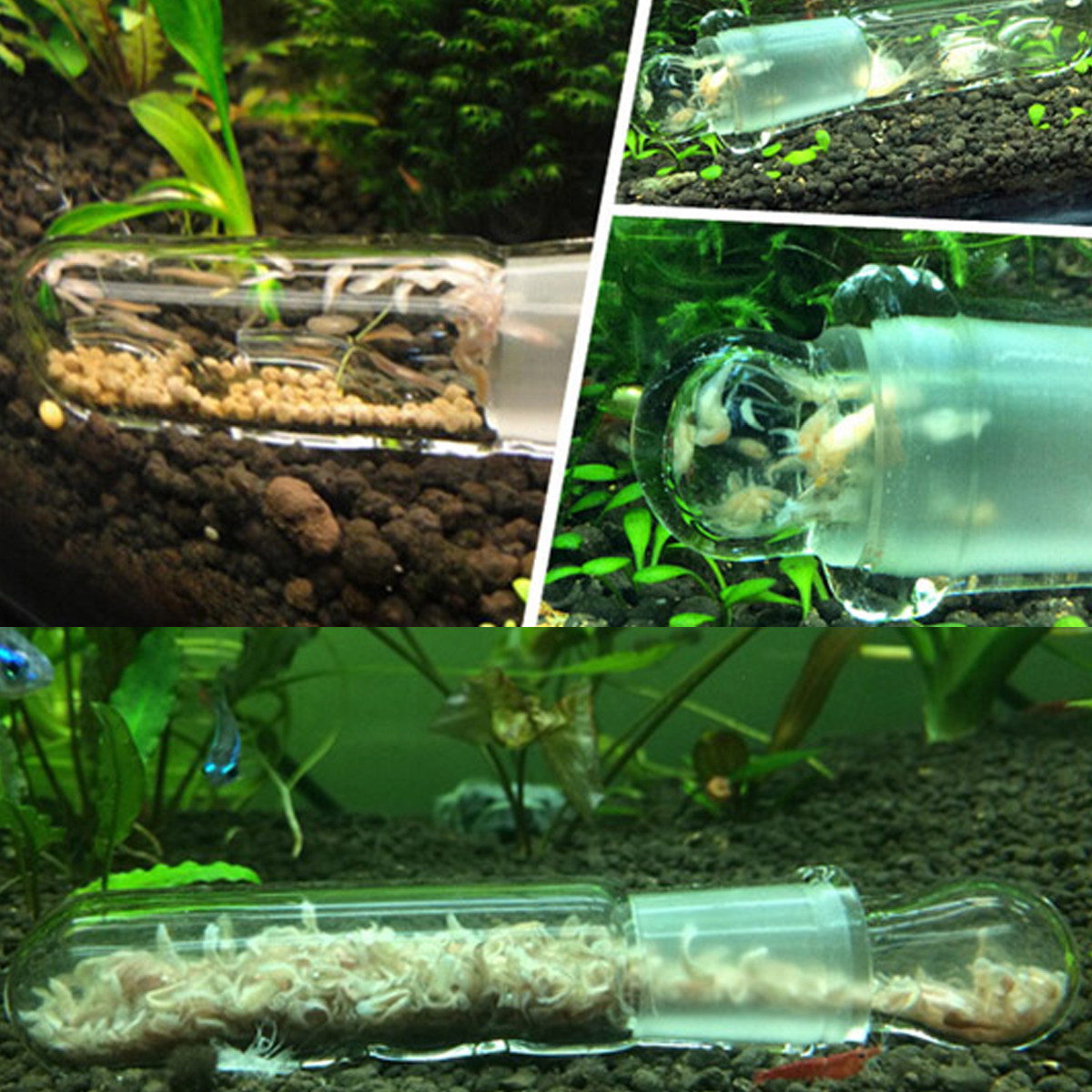 Glass Aquarium Trap 2 Hole Cle - Aquarium Fish Trap ulasan dan harga